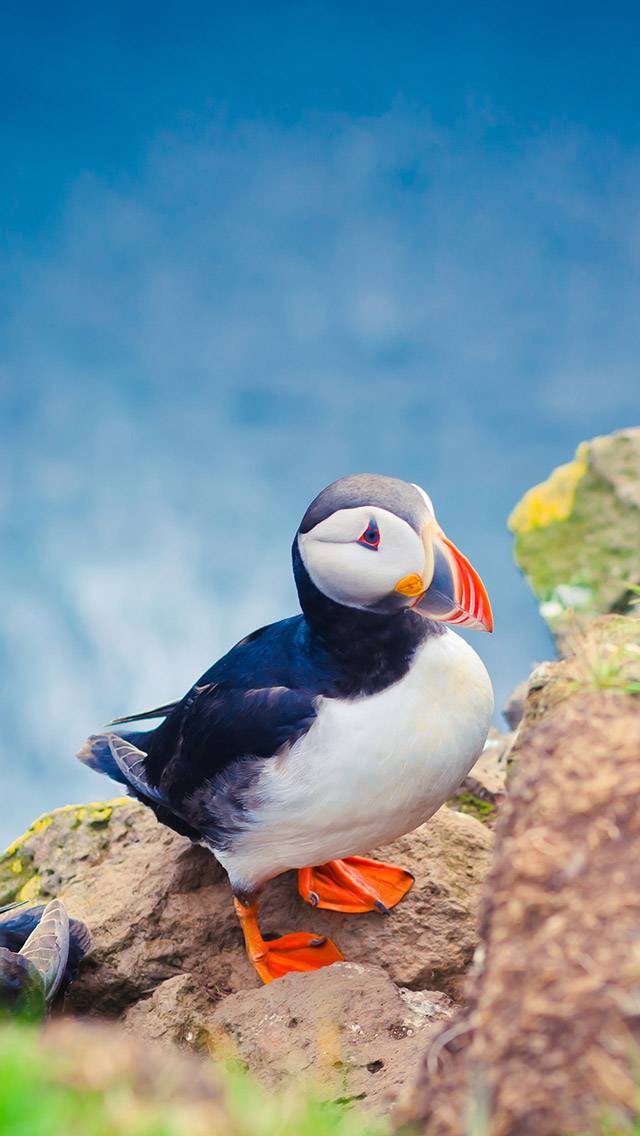 Wildlife Weather showing sunny weather
