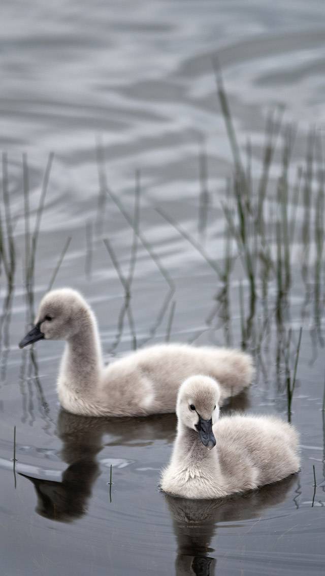Wildlife Weather for overcast weather