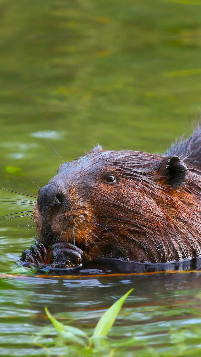Wildlife Weather for partly cloudy weather
